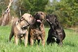 FILA BRASILEIRO 064
